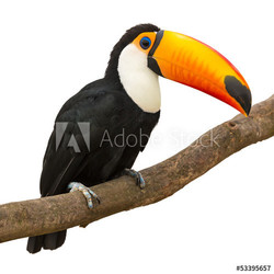 Toucan