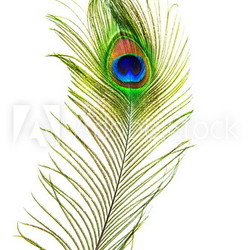 peacock feathers