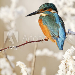 Kingfisher, Alcedo atthis