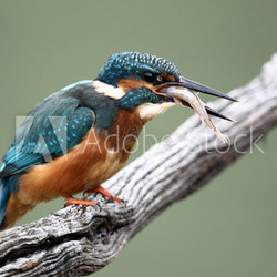 Kingfisher, Alcedo atthis,