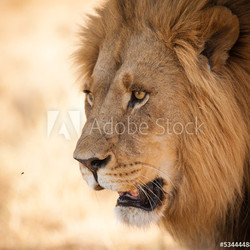 Bright eyes Lion close up