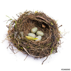 birds nest with blackbird eggs