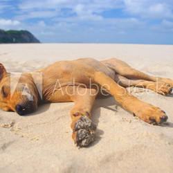 Dog Sleeping On The Beach.