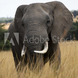Elephants in Zimbabwe, Africa