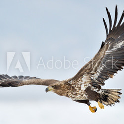 White-tailed Sea Eagle flying above the pack ice.