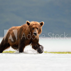 Grizzly Bear fishing in coastal waters