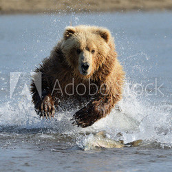 Grizzly Bear jumping at fish
