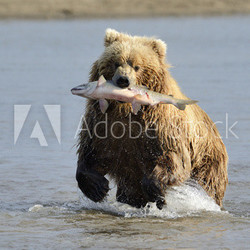 Grizzly Bear with caught salmon