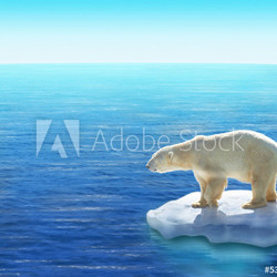 Ours Polaire / Fonte des glaces