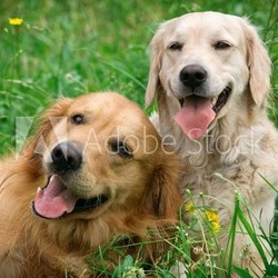 Portrait of two young beauty dogs