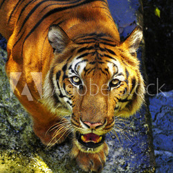 Portrait of a bengal tiger