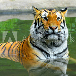 Siberian Tiger in water