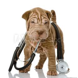 shrpei puppy dog with a stethoscope on his neck. isolated 