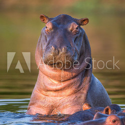 Curious hippo