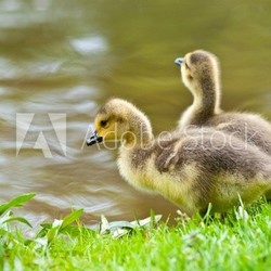 Zwei Gänseküken am Ufer (Querformat)