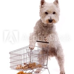 weißer Hund beim Einkaufen