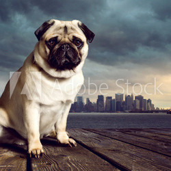 Pug in front of a skyline