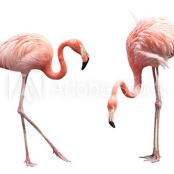 Two flamingo
