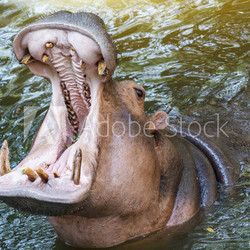 Hippopotamus  waiting for food showing huge jaw and teeth
