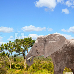 African elephant in Savannah in Kenya
