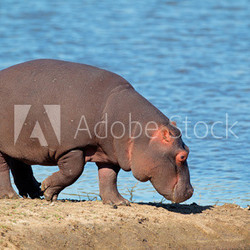 Hippopotamus