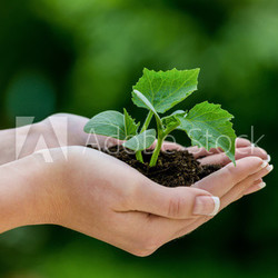 Frau hält Pflanze in der Hand