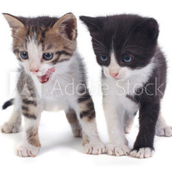 two little funny kitten isolated on white background