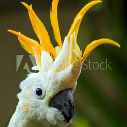 Portrait of Sulphur Crested Cockatoo (Cacatua galerita)