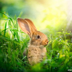 Rabbit. Art Design of Cute Little Easter Bunny in the Meadow