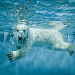 Swimming Thalarctos Maritimus (Ursus maritimus) - Polar bear