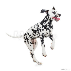 jumping Dalmatian dog isolated on white