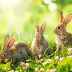 Rabbits. Art Design of Cute Little Easter Bunnies in the Meadow.