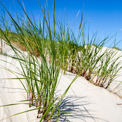 Dünengrass in den Dünen von Norderney, Deutschland
