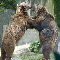 Two black grizzly bears while fighting
