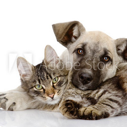 the dog and cat lie together. isolated on white background 