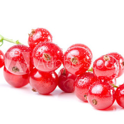 rote Johannisbeeren isoliert vor weiß