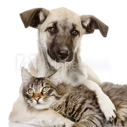 the dog hugs a cat. isolated on white background 
