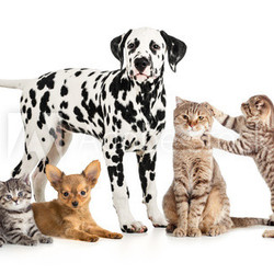 pets animals group collage for veterinary or petshop isolated