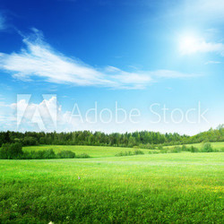 field of grass and perfect sky