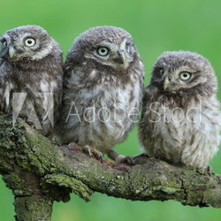 junge Steinkäuze - Athene noctua