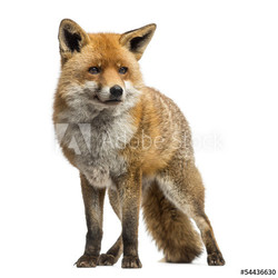 Red fox, Vulpes vulpes, standing, isolated on white