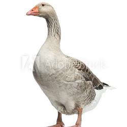 Domestic goose, Anser anser domesticus, isolated on white