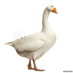 Domestic goose, Anser anser domesticus,standing and looking down