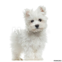Maltese puppy standing, looking at the camera, 2 months old