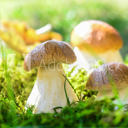 Steinpilze am Waldrand