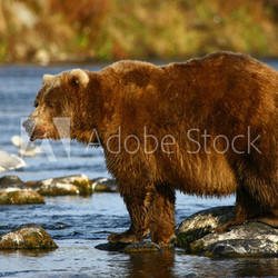 kodiak brown bear