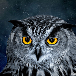 Eagle Owl, Bubo bubo