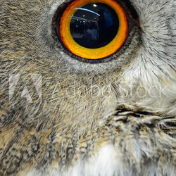 Eurasian Eagle Owl