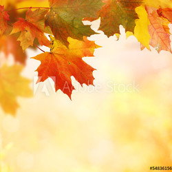 autumn background