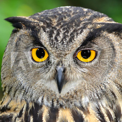 Eagle Owl, Bubo bubo